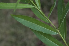 Salix miyabeana