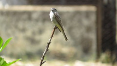 Empidonomus aurantioatrocristatus
