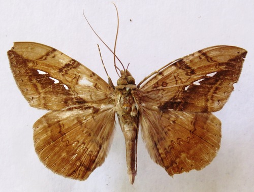 Hemeroblemma acron