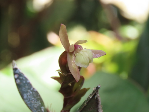 Epidendrum brachypodum Hágsater