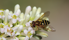 Syrphus reedi