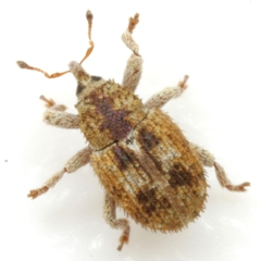 Sibinia pallida