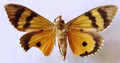 Eudocima apta