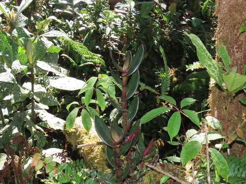 Epidendrum brachypodum Hágsater 2