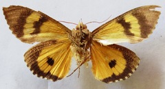 Eudocima apta
