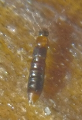 Leptusa ruficollis