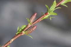 Salix miyabeana