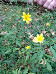 Coreopsis coronata