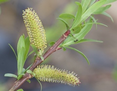 Salix miyabeana
