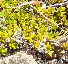 Coprosma perpusilla perpusilla