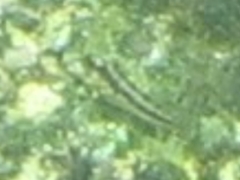 Hypsoblennius brevipinnis