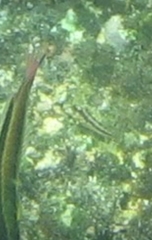 Hypsoblennius brevipinnis