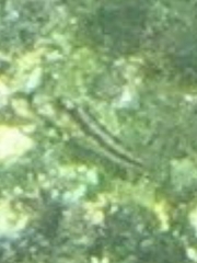 Hypsoblennius brevipinnis