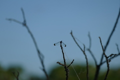 Erythrodiplax atroterminata