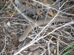 Pygopus lepidopodus