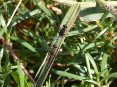 Erythrodiplax melanorubra