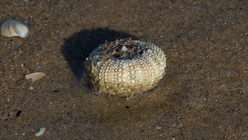 Green Sea Urchin, photo 4 of 10