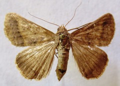 Mocis latipes