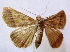 Mocis latipes