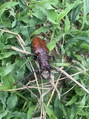 Cacosceles newmannii