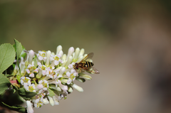 Syrphus reedi