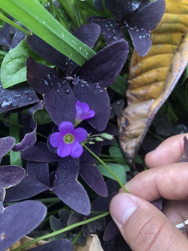 Oxalis triangularis image