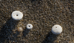 Echinocyamus pusillus