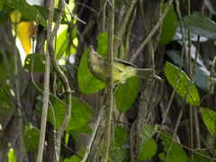Basileuterus tristriatus