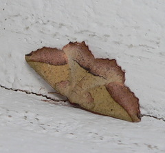 Drepanogynis tripartita