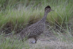 Nothoprocta cinerascens