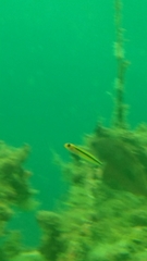 Forsterygion maryannae