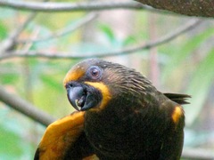 Chalcopsitta duivenbodei