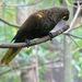 Brown Lory - Photo (c) Andy Pearce 🕊, some rights reserved (CC BY-NC), uploaded by Andy Pearce 🕊