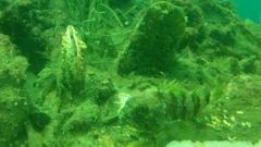 Helicolenus percoides