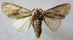 Stauropides persimilis