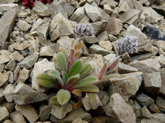 Myosotis traversii traversii