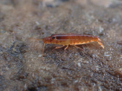 Betaeopsis aequimanus