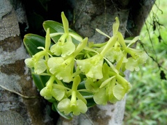 Epidendrum latilabre