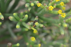 Cerceris concinna