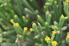 Cerceris concinna