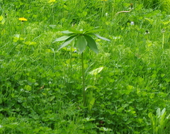 Lilium distichum