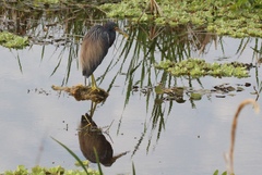 Egretta tricolor image