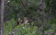 Phacellodomus sibilatrix