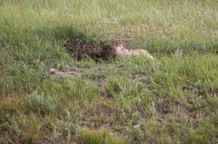 Marmota sibirica