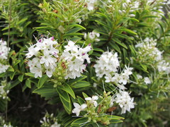 Veronica brachysiphon