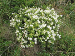 Veronica brachysiphon