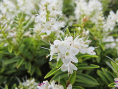 Veronica brachysiphon