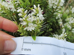 Veronica brachysiphon