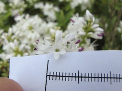 Veronica brachysiphon