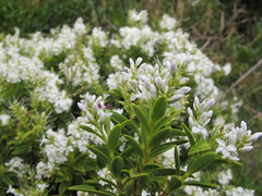 Veronica brachysiphon